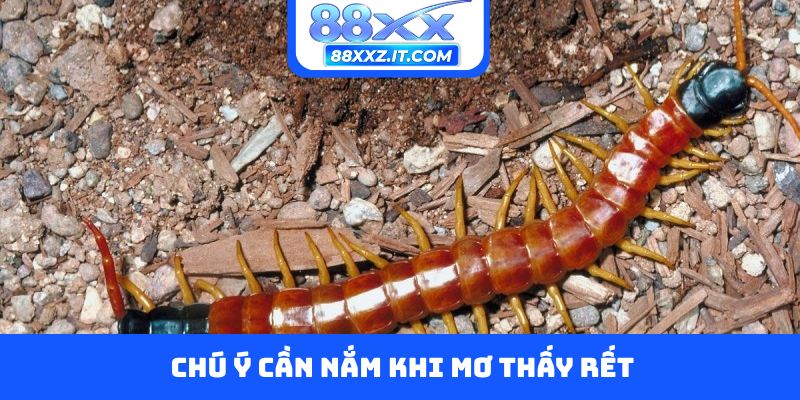 Chú ý cần nắm khi mơ thấy rết