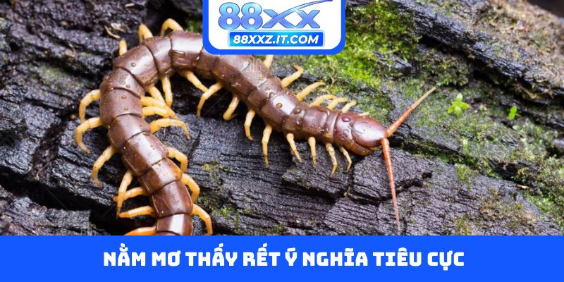 Nằm mơ thấy rết ý nghĩa tiêu cực
