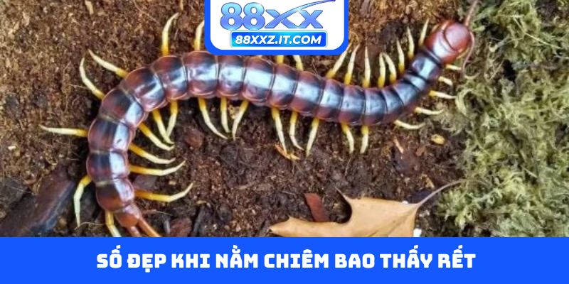 Số đẹp khi nằm chiêm bao thấy rết