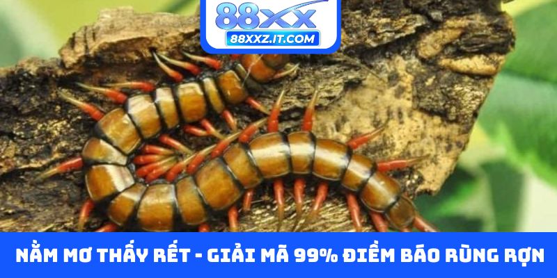 Nằm mơ thấy rết